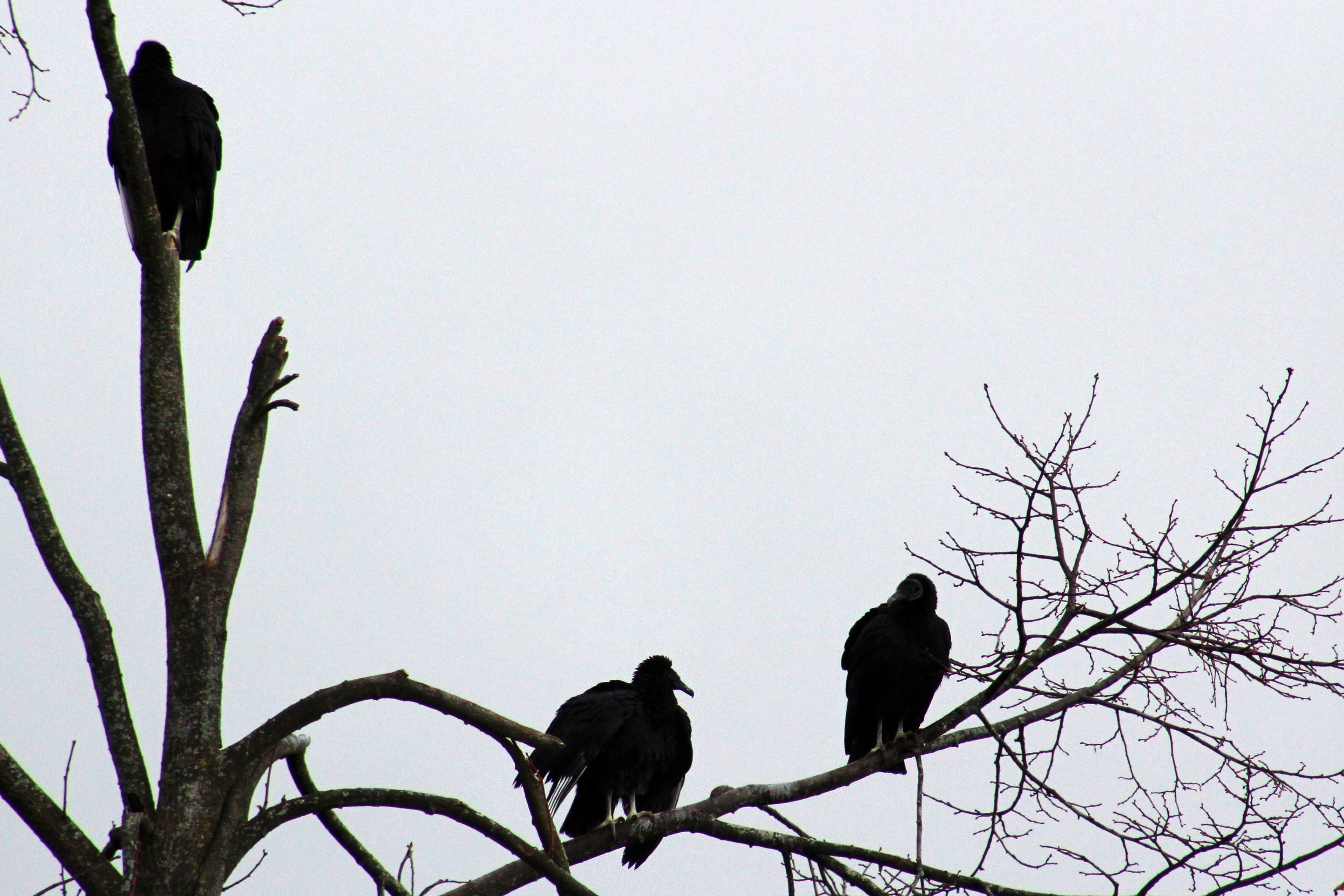 Recounting the Christmas Bird Count