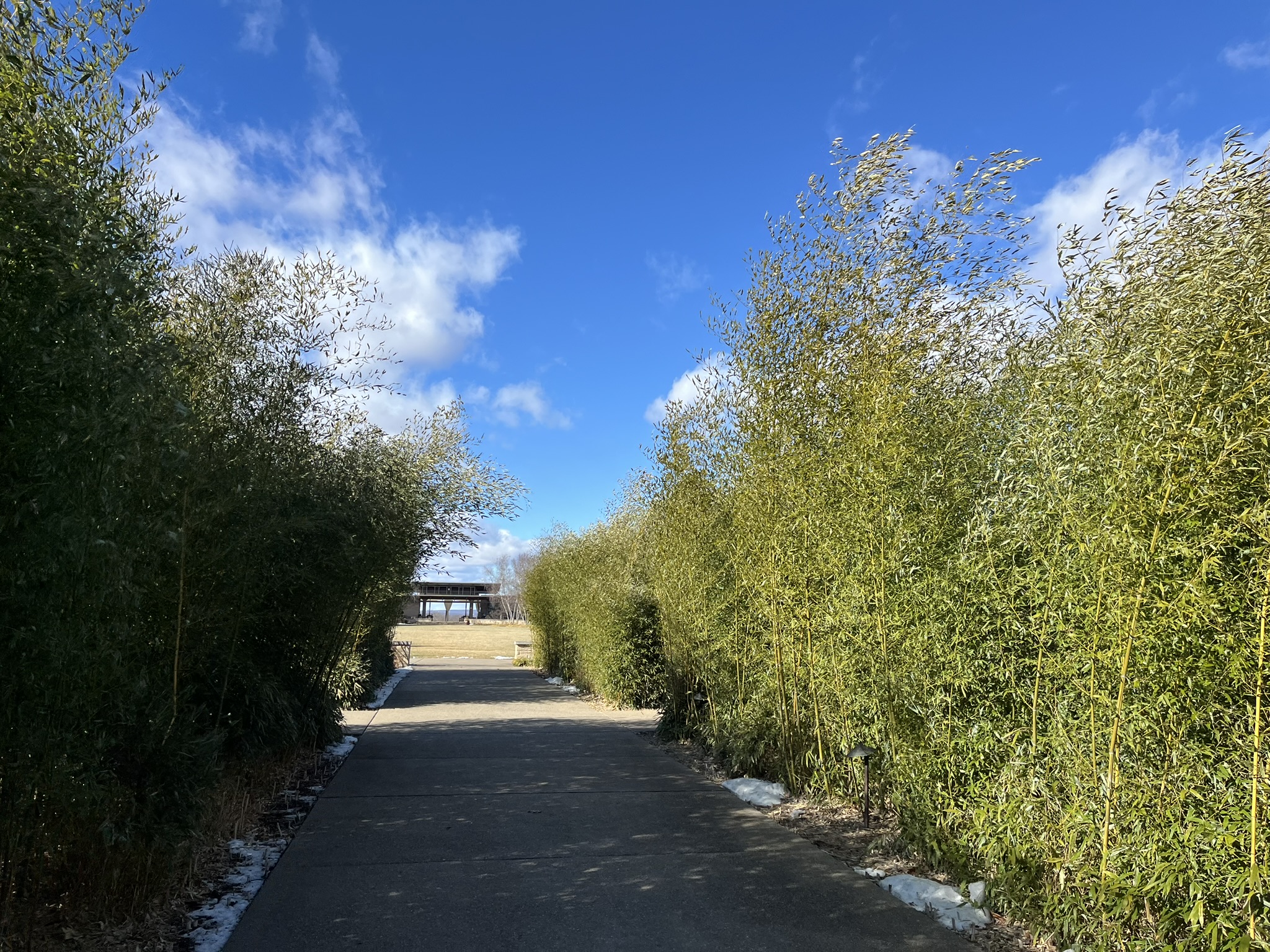 Midwinter at the Arboretum