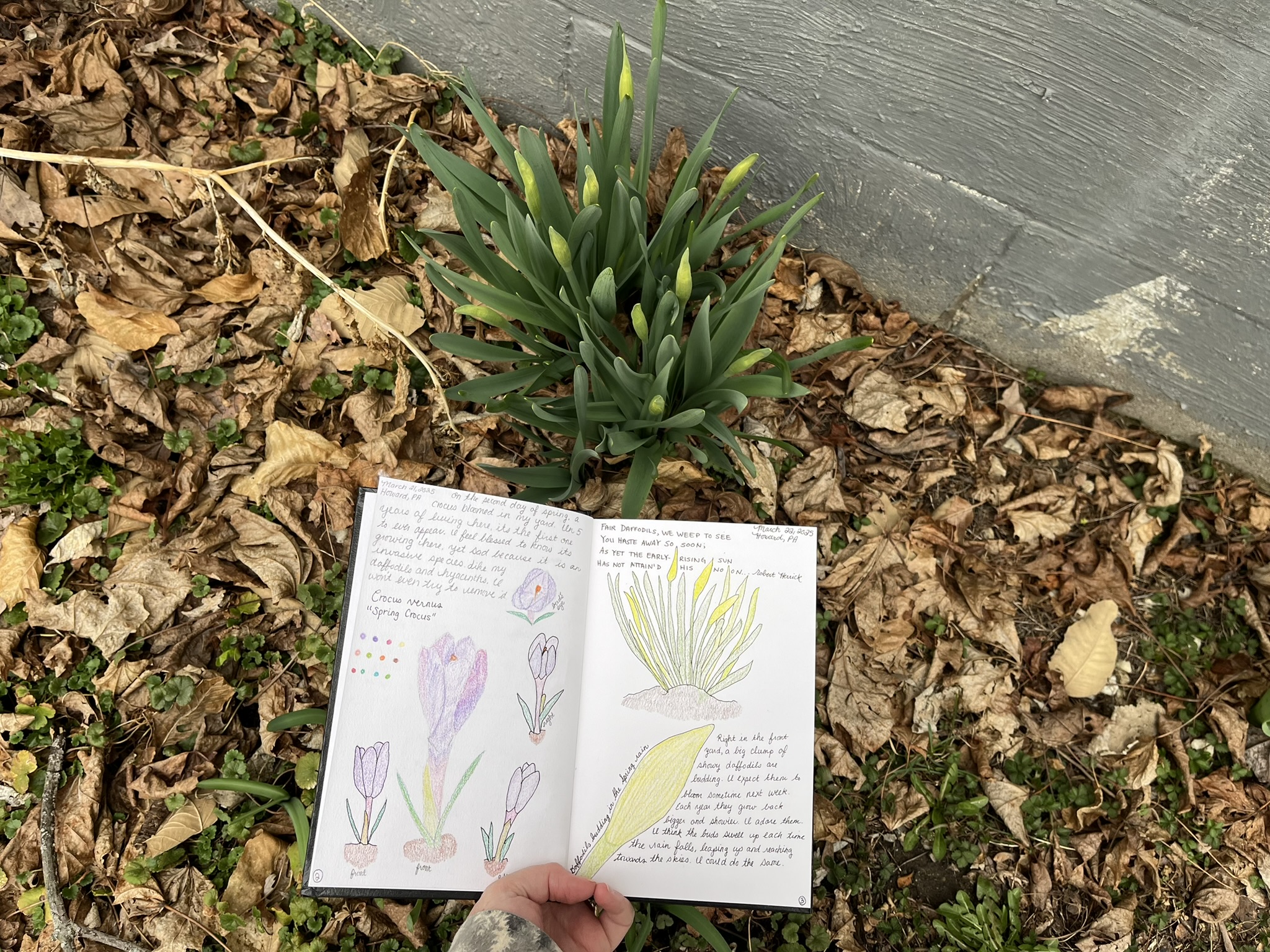 A Nature Journal Week: Spring 2025