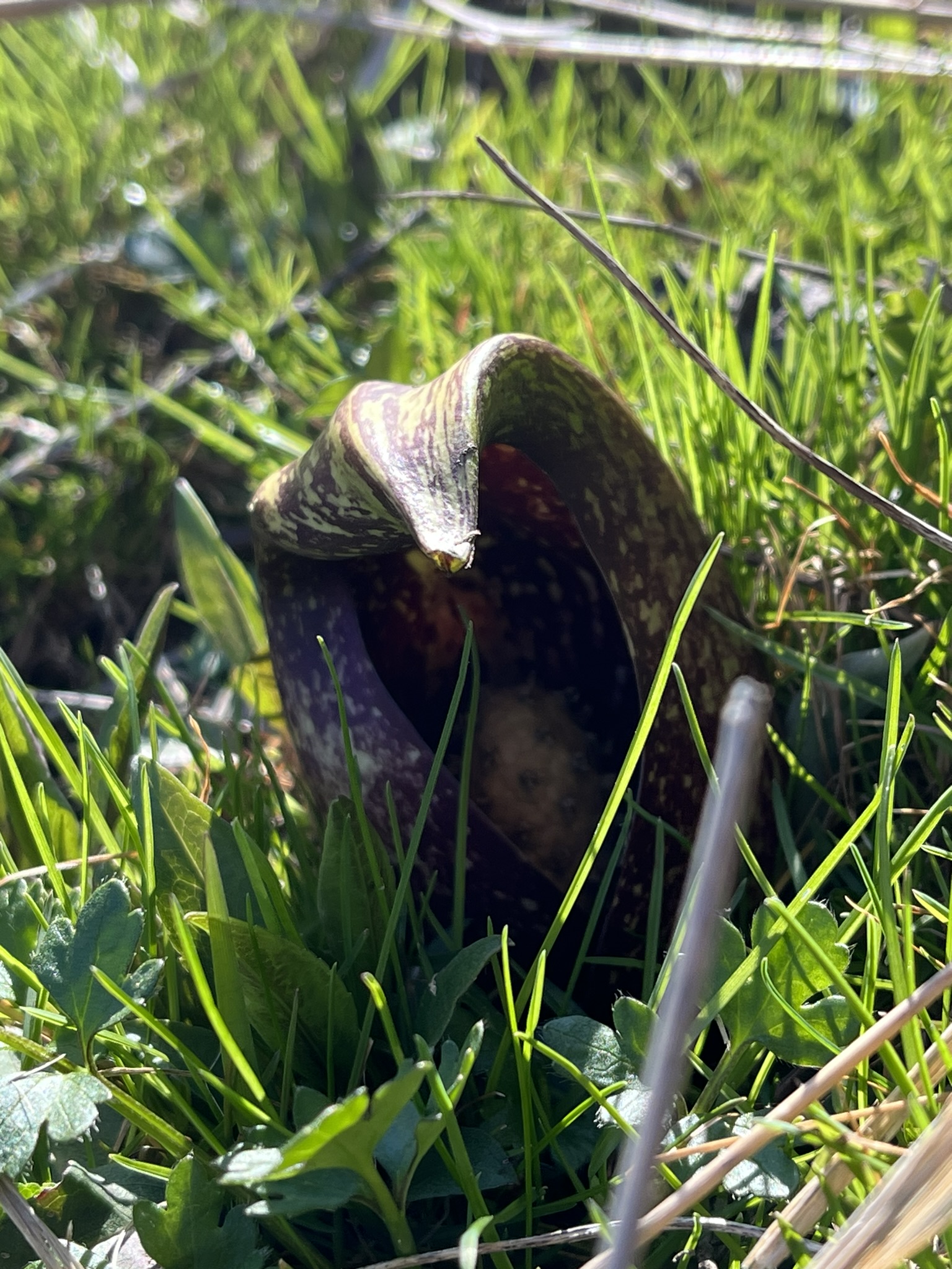 Early Spring at Millbrook Marsh