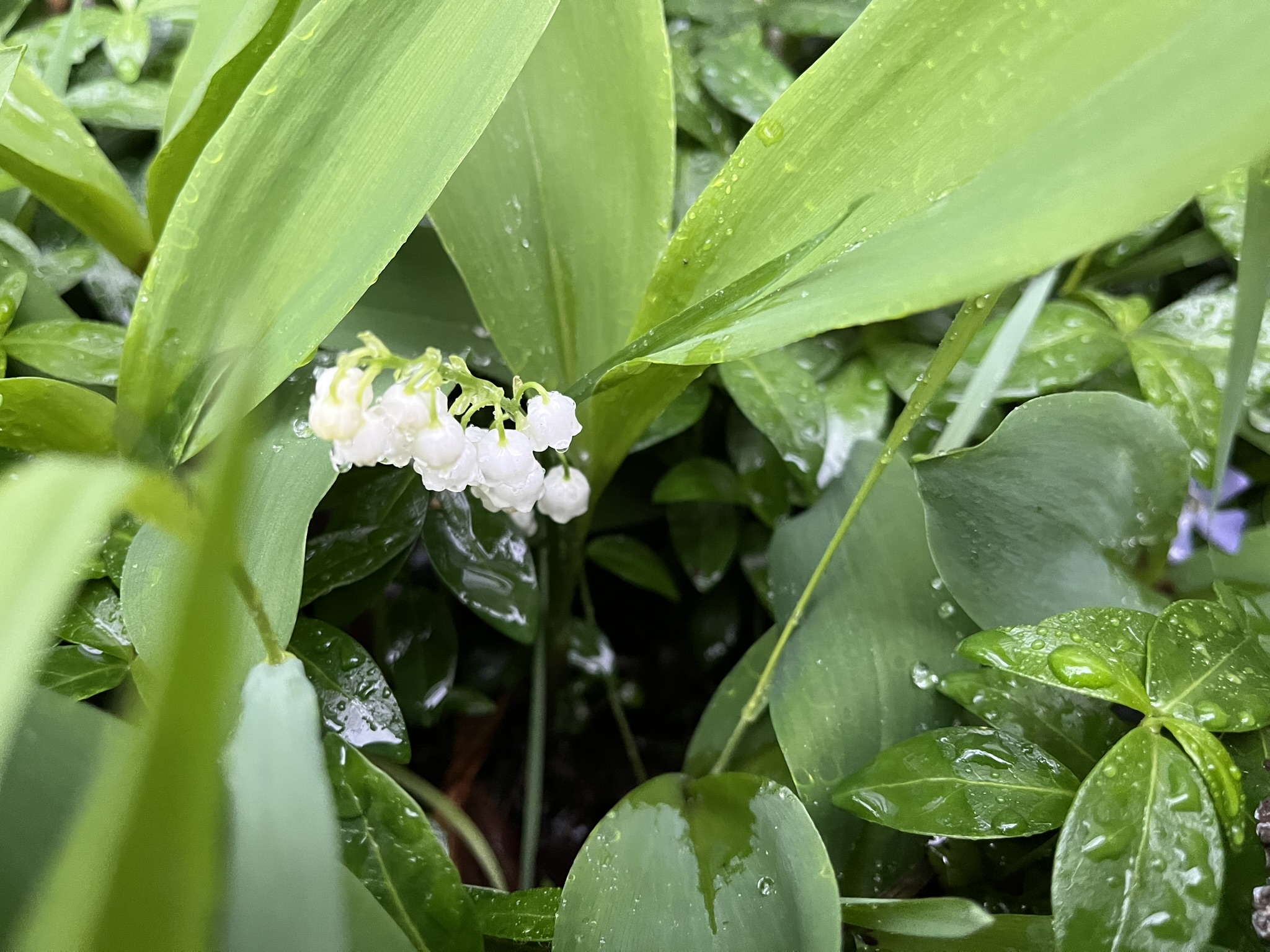 Rain Meditations